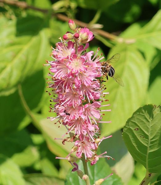 Clethra alnifolia 'Rosea'